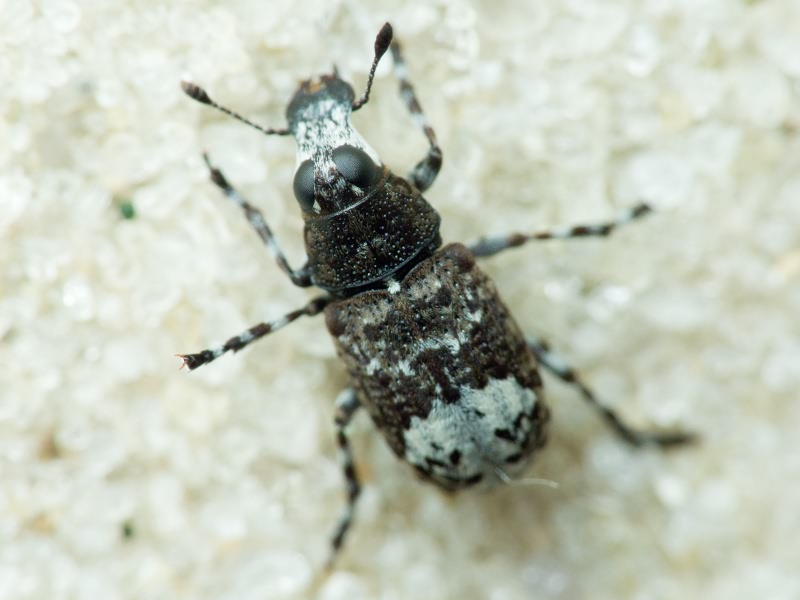 Tropideres albirostris (Herbst, 1783)